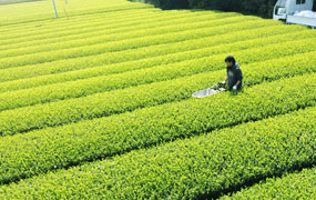 牧之原台地の茶畑で茶摘みを行う様子
