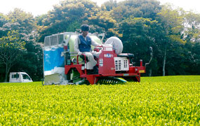 茶葉の刈り取り作業