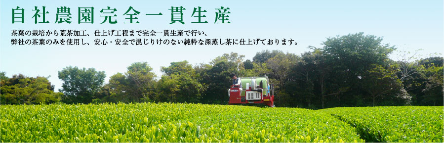 自社農園完全一貫生産の茶畑